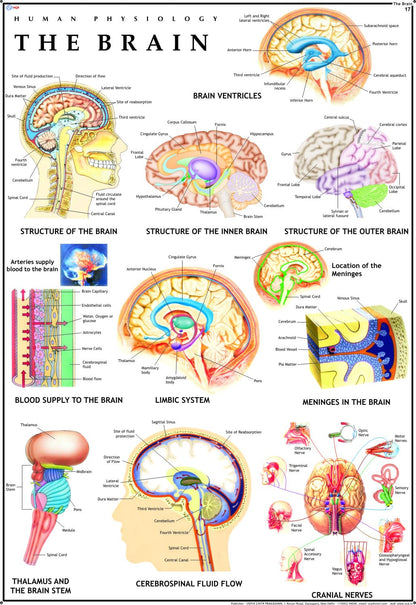 Human Brain Chart