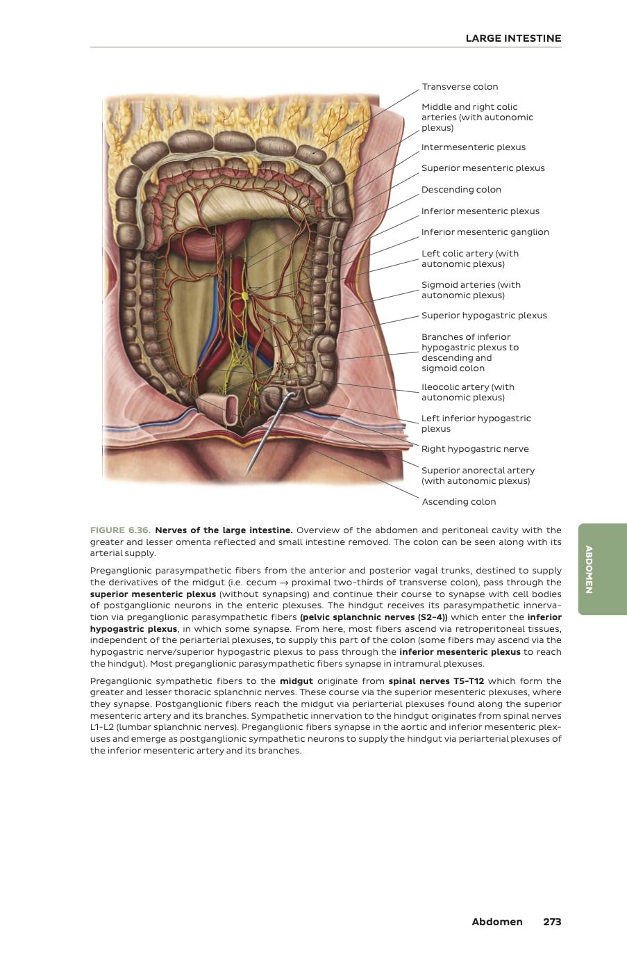 Kenhub Atlas of Human Anatomy