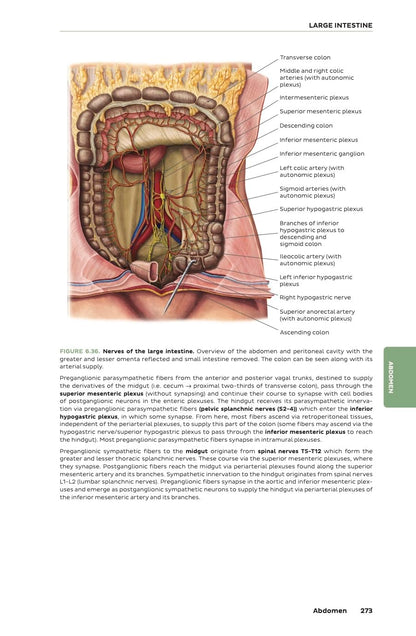 Kenhub Atlas of Human Anatomy