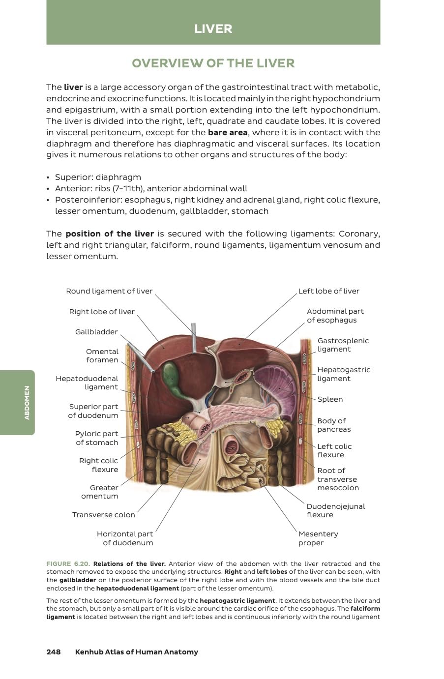 Kenhub Atlas of Human Anatomy