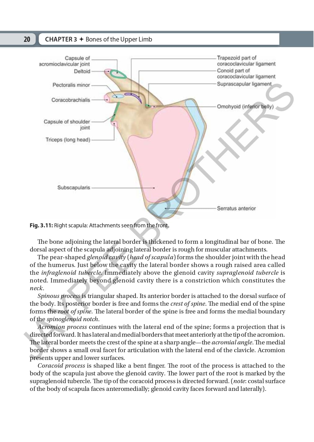 Inderbir Singh's Textbook of Human Osteology with Atlas of Muscle Attachments, 5/E for MBBS 1st Year Students | CBME-aligned Bone-by-Bone Atlas with Muscle, Ligament Tables and Viva Questionnaire