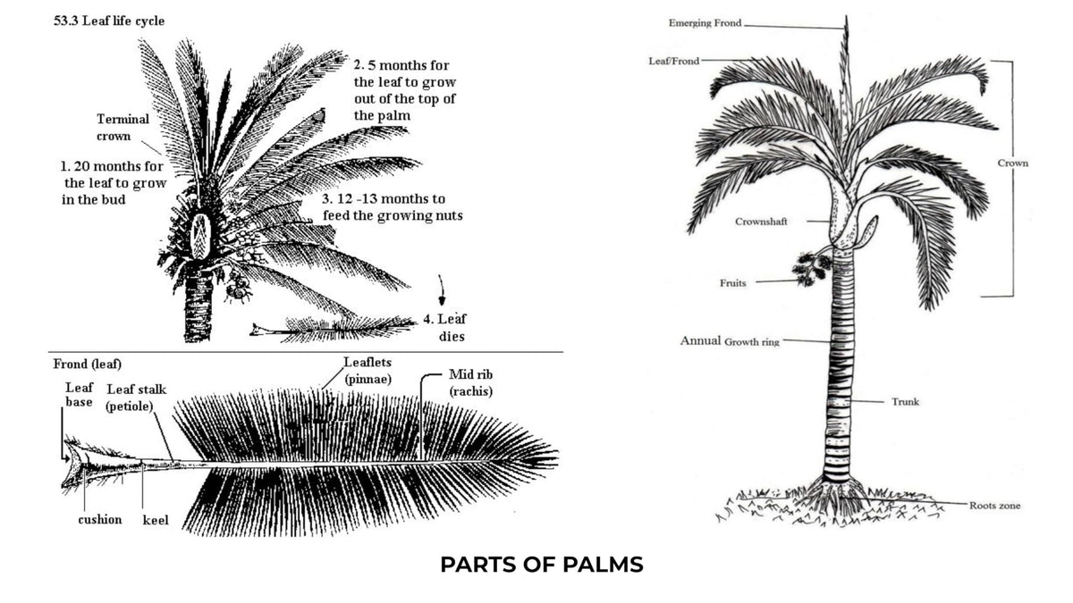 Palms for India: Palm Trees Guide for Home & Landscape