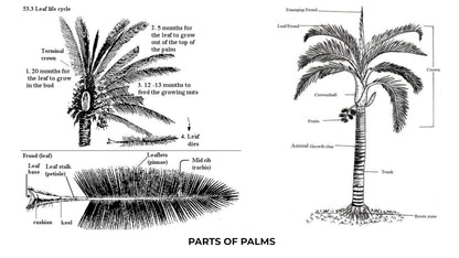 Palms for India: Palm Trees Guide for Home & Landscape