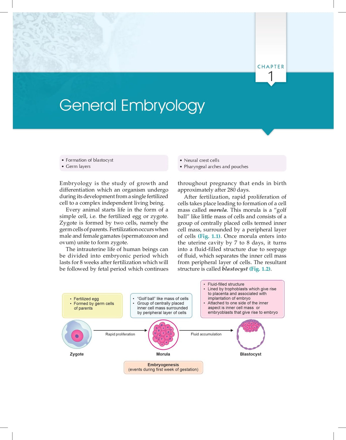 Essentials of Oral Biology 3ed. (PB 2026)