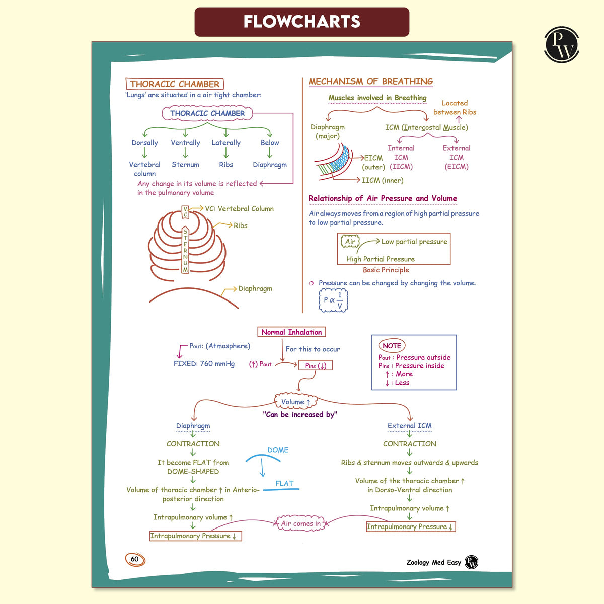 PW Med Easy Zoology 2.0 and Botany Handwritten Notes Combo Set of 2 Books For NEET and Board Exams 2025-26 | Flowcharts, Mnemonics, Diagrams | NCERT Unit Overview