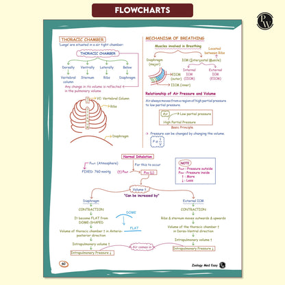PW Med Easy Zoology 2.0 and Botany Handwritten Notes Combo Set of 2 Books For NEET and Board Exams 2025-26 | Flowcharts, Mnemonics, Diagrams | NCERT Unit Overview