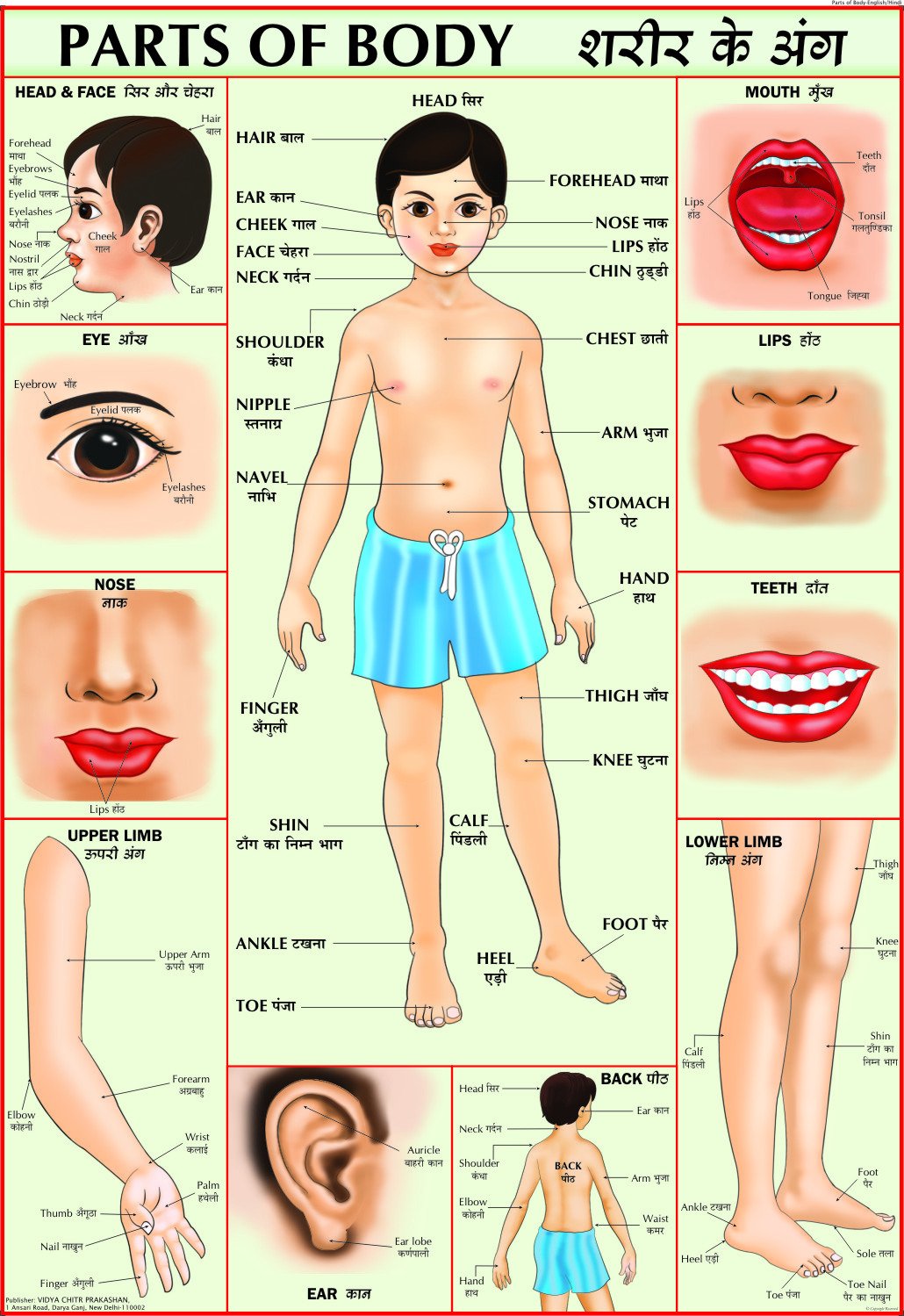 Parts of Body Chart | Laminated | 70 x 100cm | Extremely useful for Kids Learning