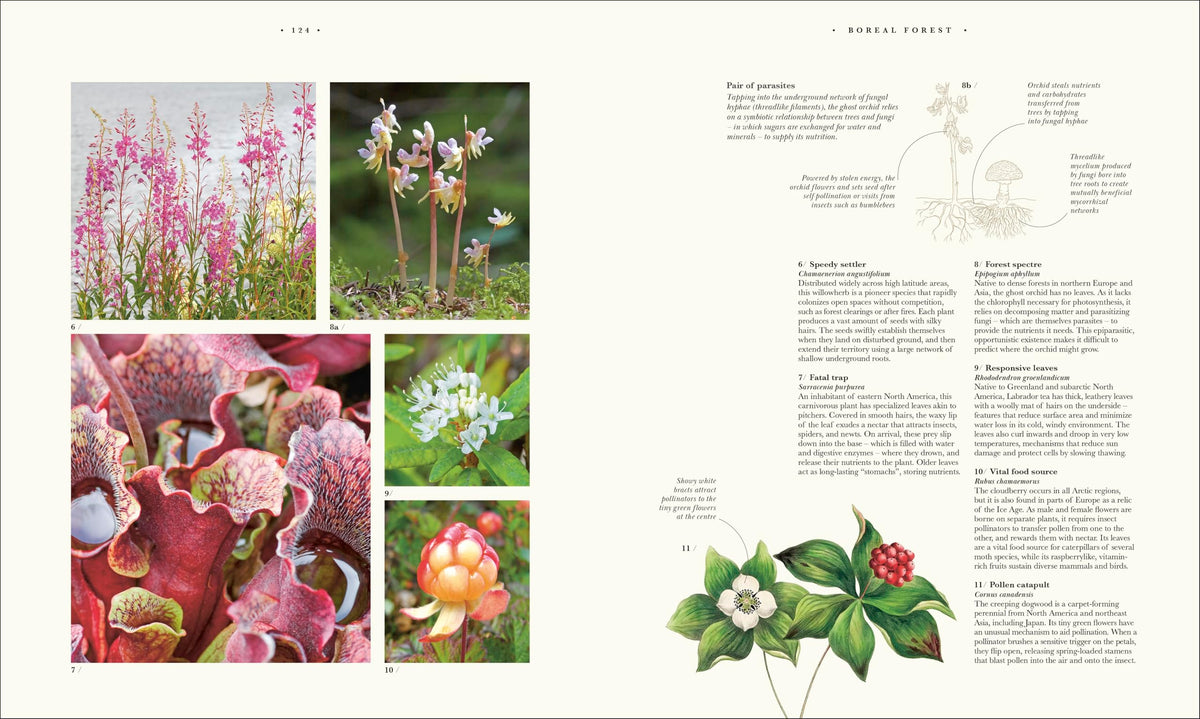 Atlas of Botany: An Exploration of Plants Across Time and Around the World