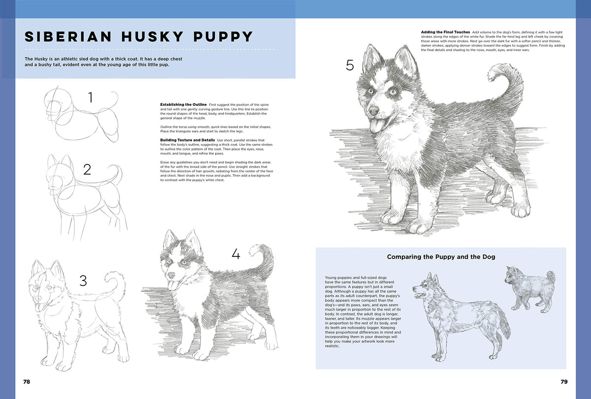 The Art of Basic Drawing