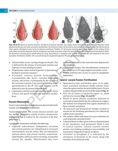 The Infertility Manual, 5/E for OBG Postgraduates, Gynecologists and Reproductive Medicine Specialists | Complete ART Guide Covering ICSI, IVF, Embryology and Male and Female Factor Infertility: 1
