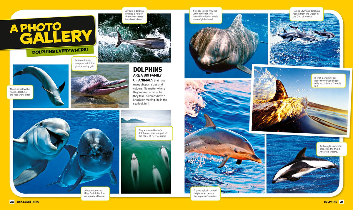 Everything: Dolphins
