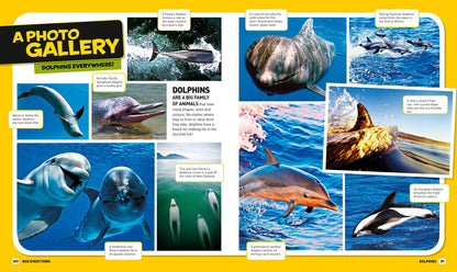 Everything: Dolphins