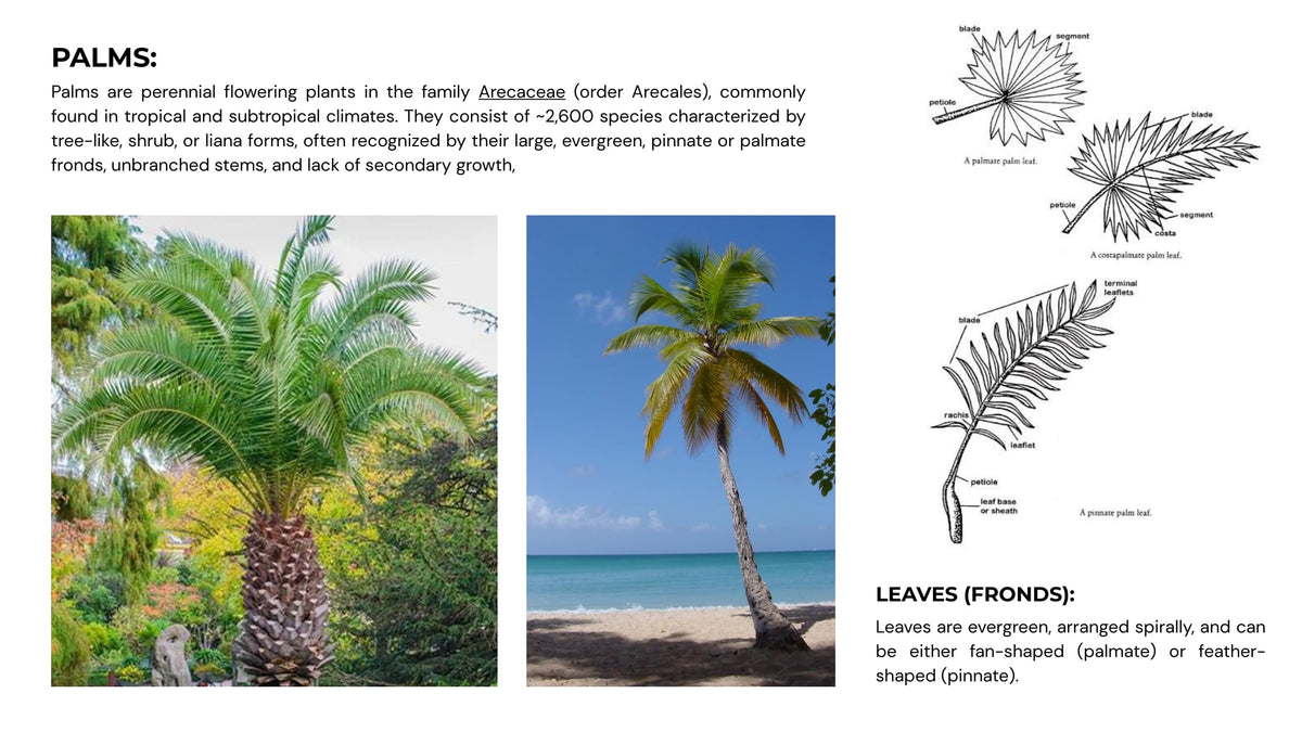 Palms for India: Palm Trees Guide for Home & Landscape