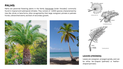 Palms for India: Palm Trees Guide for Home & Landscape