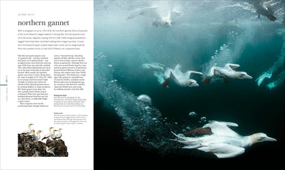 The Science of the Ocean: The Secrets of the Seas Revealed