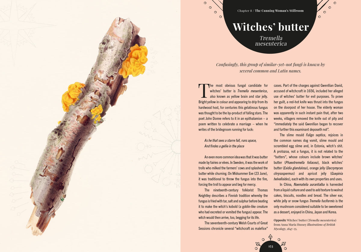 Kew - The Magic of Mushrooms: Fungi in folklore, superstition and traditional medicine (Royal Botanic Gardens, Kew)