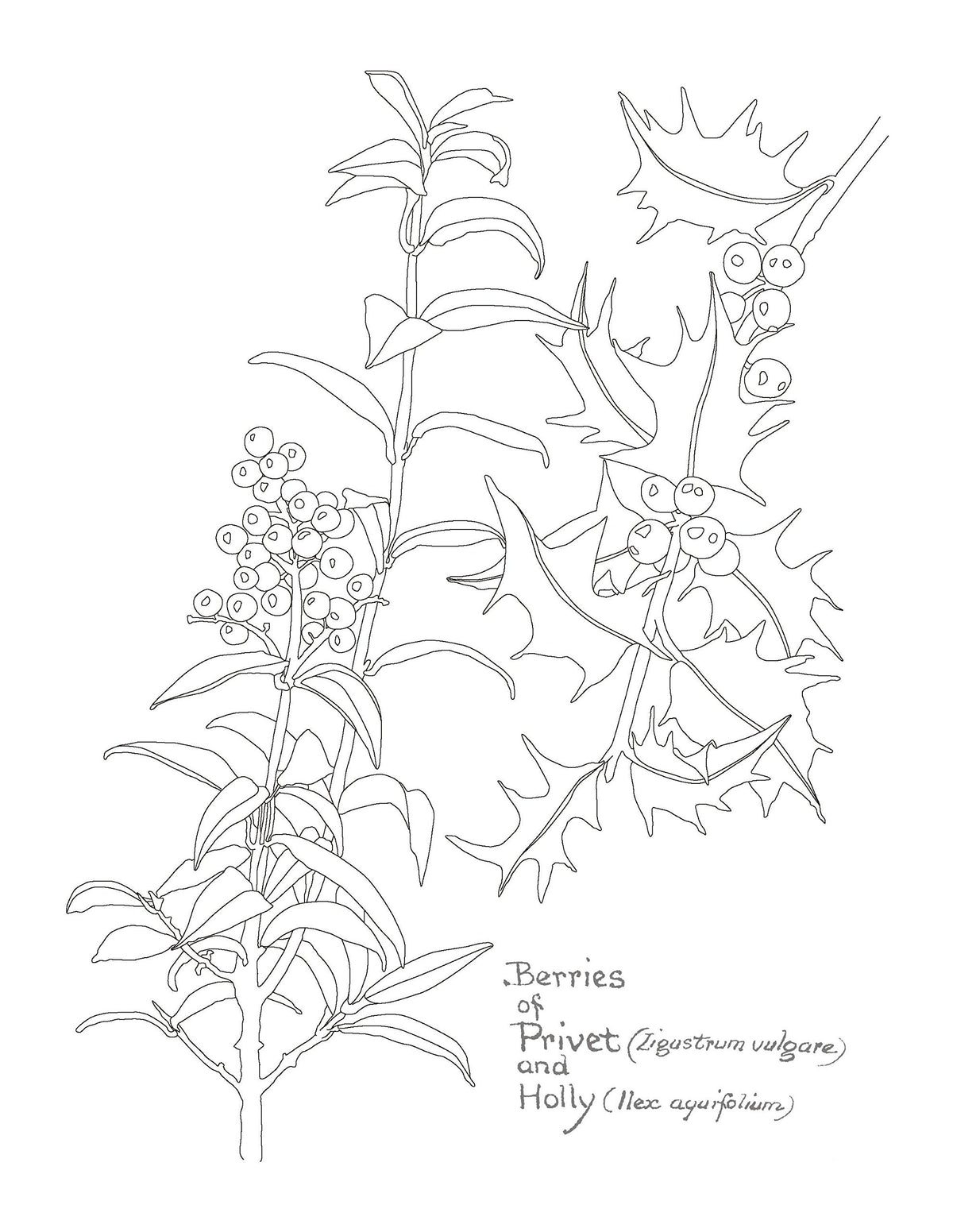 The Country Diary of an Edwardian Lady Colouring Book