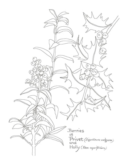 The Country Diary of an Edwardian Lady Colouring Book