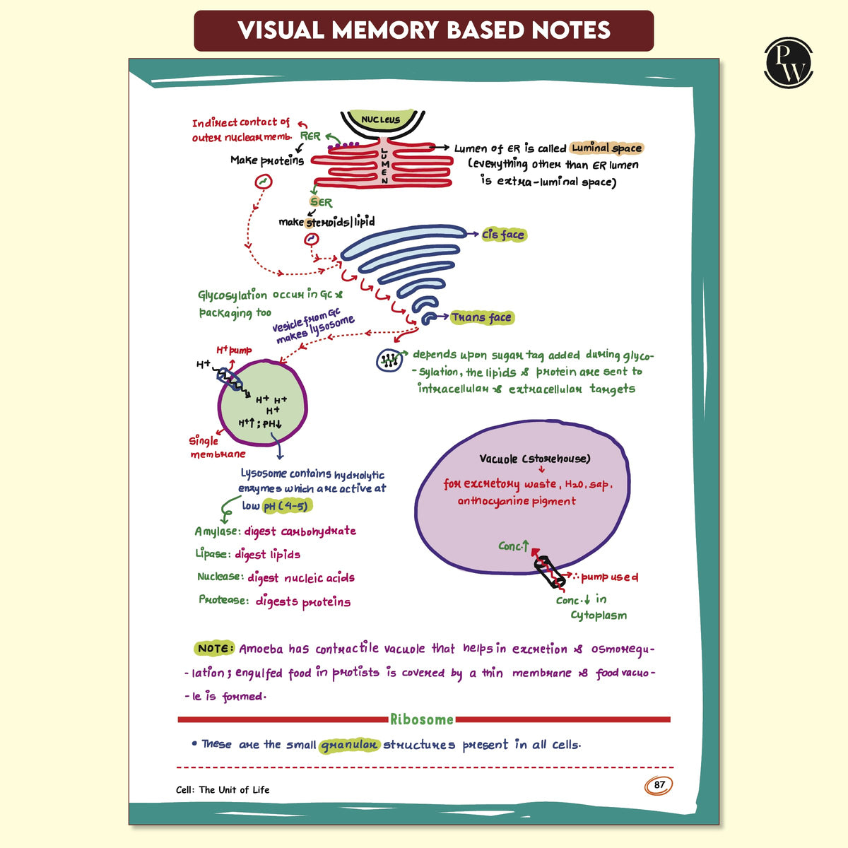 PW Med Easy Zoology 2.0 and Botany Handwritten Notes Combo Set of 2 Books For NEET and Board Exams 2025-26 | Flowcharts, Mnemonics, Diagrams | NCERT Unit Overview