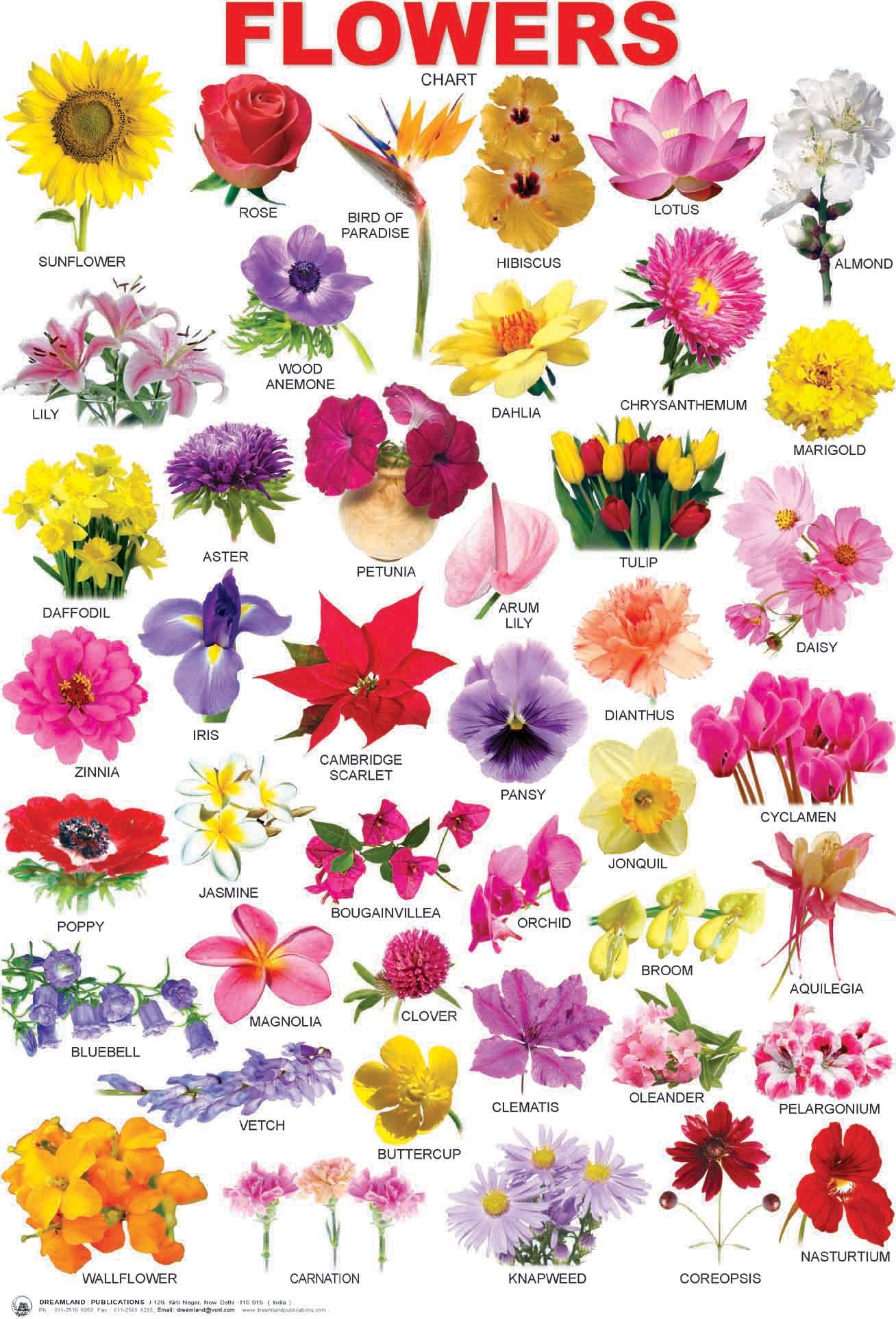 Flower  book cover