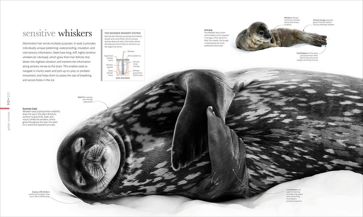 The Science of the Ocean: The Secrets of the Seas Revealed