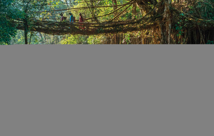 Our World in Pictures: Trees, Leaves, Flowers & Seeds