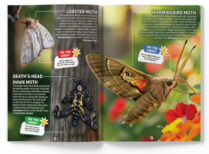 Explore Fantastic World of Insects And Bugs Picture Encyclopedia