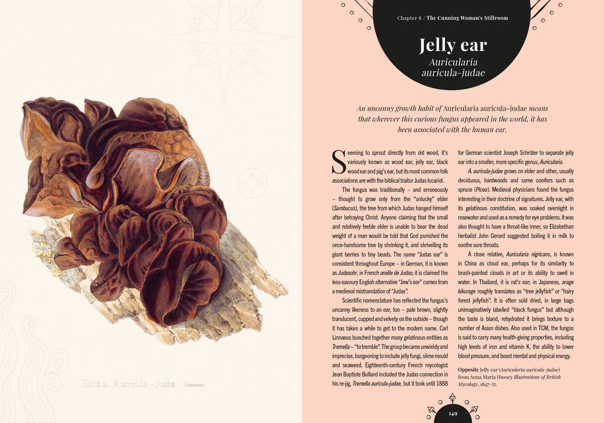 Kew - The Magic of Mushrooms: Fungi in folklore, superstition and traditional medicine (Royal Botanic Gardens, Kew)