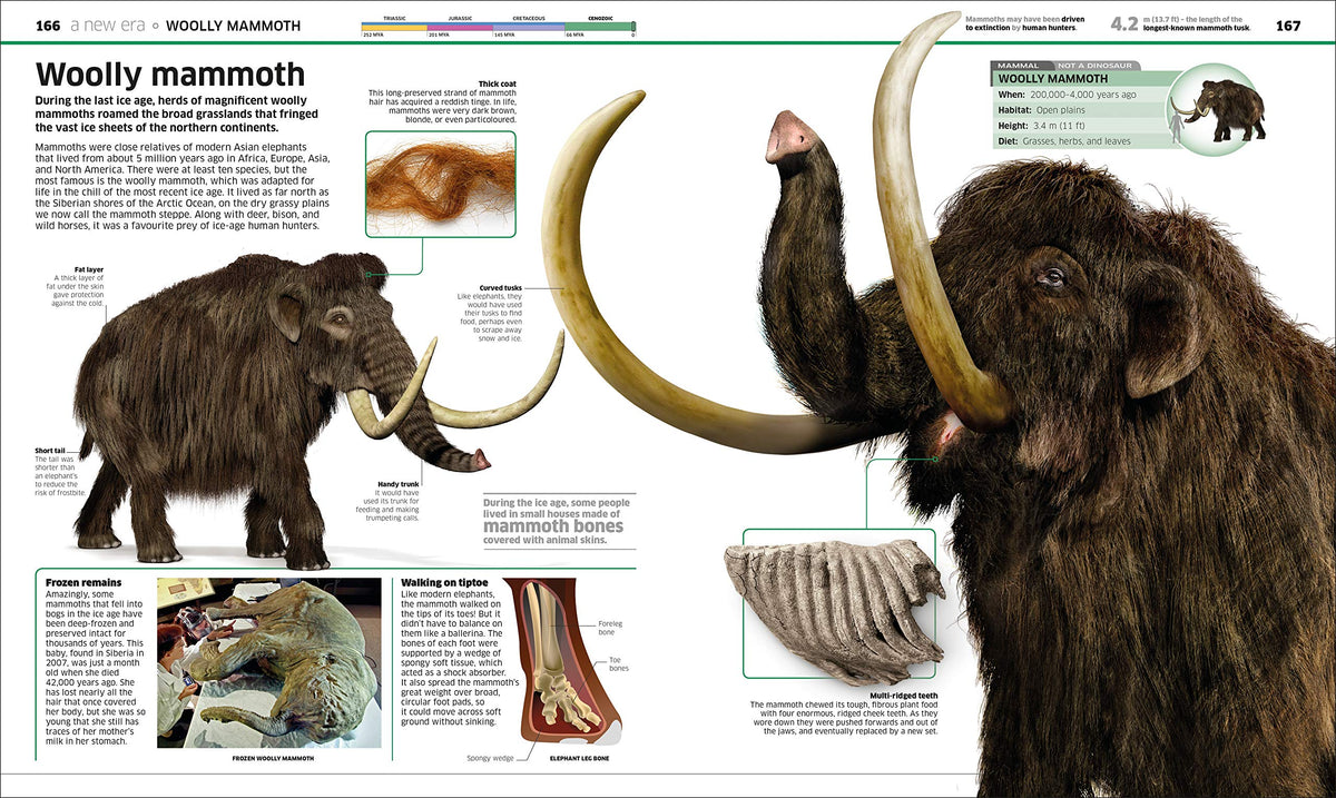 Knowledge Encyclopedia Dinosaur! An Illustrated Encyclopedia for Kids on Dinosaurs Extinction, Fossils, Prehistoric Life & Evolution
