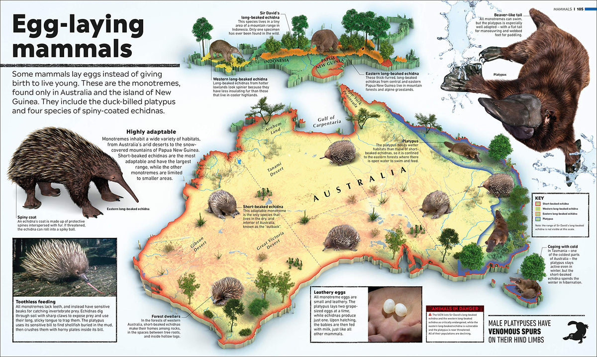 What's Where on Earth? Animal Atlas: The World's Wildlife as You've Never Seen it Before (DK Where on Earth? Atlases)