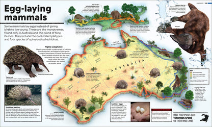 What's Where on Earth? Animal Atlas: The World's Wildlife as You've Never Seen it Before (DK Where on Earth? Atlases)