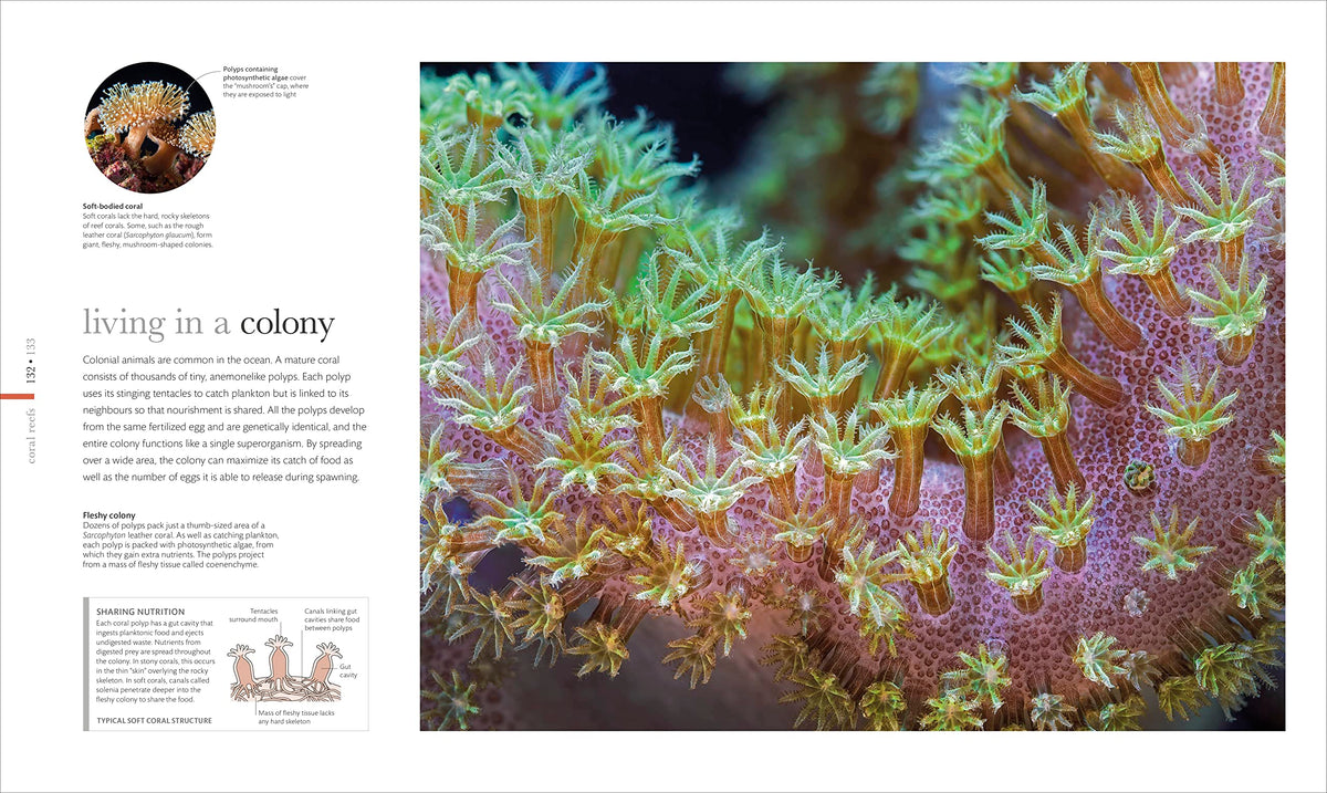 The Science of the Ocean: The Secrets of the Seas Revealed