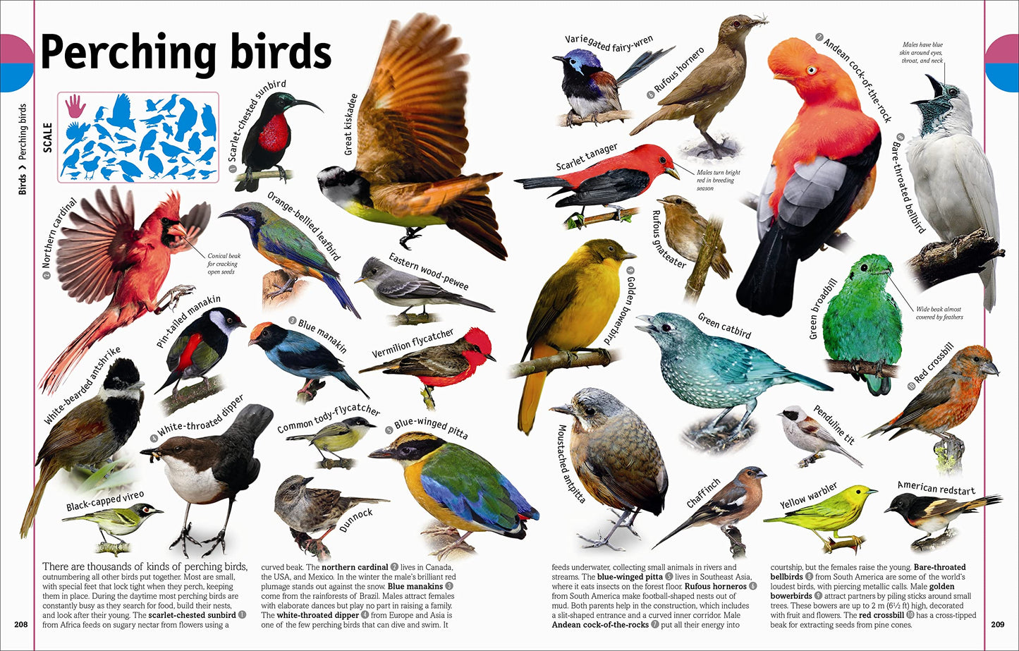 The Animal Book: A Visual Encyclopedia of Life on Earth (DK Our World in Pictures)