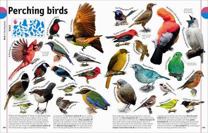 The Animal Book: A Visual Encyclopedia of Life on Earth (DK Our World in Pictures)