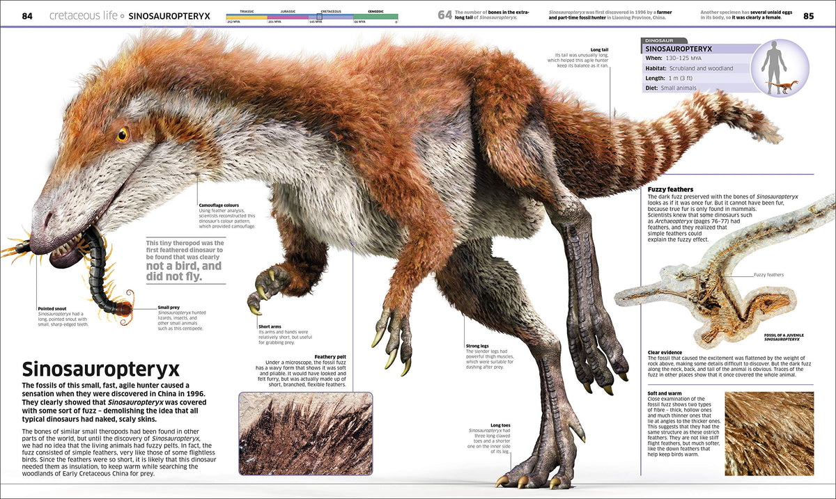 Knowledge Encyclopedia Dinosaur! An Illustrated Encyclopedia for Kids on Dinosaurs Extinction, Fossils, Prehistoric Life & Evolution
