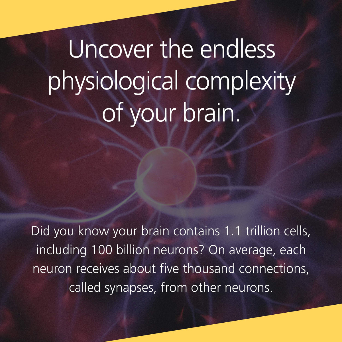 Buddha's Brain: The Practical Neuroscience of Happiness, Love & Wisdom